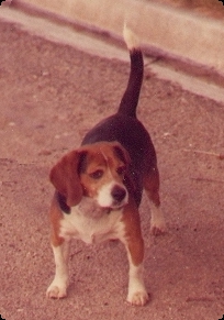 Baron von Berdino a brown black and white beagle stands near a curb with his tail in the air appearing to look down the street.