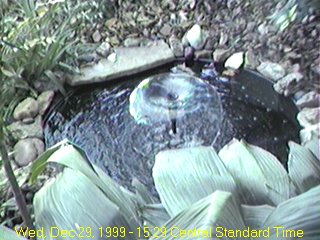 The Little Fish Pond