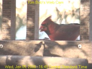 Male Cardinal