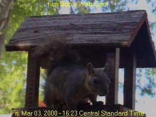 Squirrel