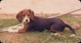 Duke a beagle lays on a patch of grass with his paws on a water hose as he turns his head left and looks to the foreground.