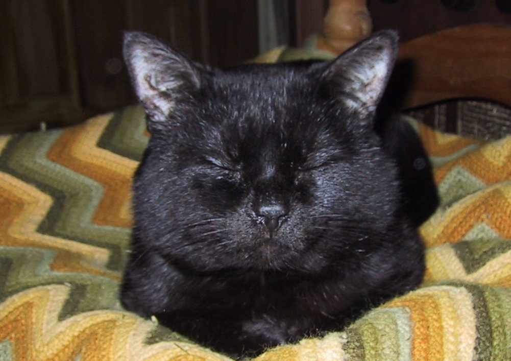 Muffin - ''I'm so sleepy...''  (465KB)